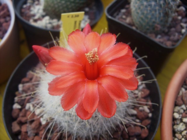 Mammillaria senilis 