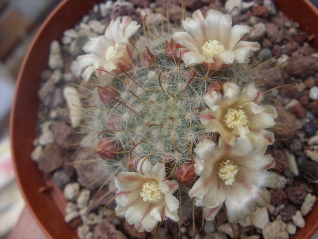 Mammillaria sp1b 