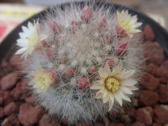 Mammillaria schwarzii 