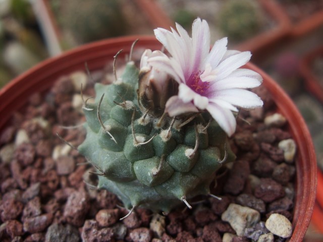 Turbinicarpus schmiedickeanus ssp. klinkerianus 