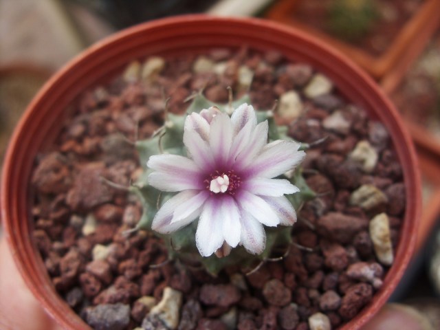 Turbinicarpus schmiedickeanus ssp. klinkerianus 