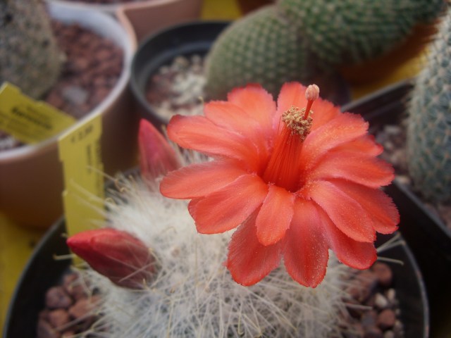 Mammillaria senilis 