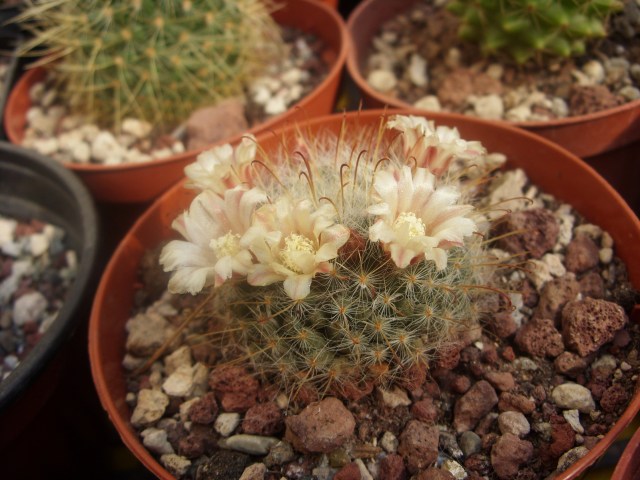 Mammillaria sp1 