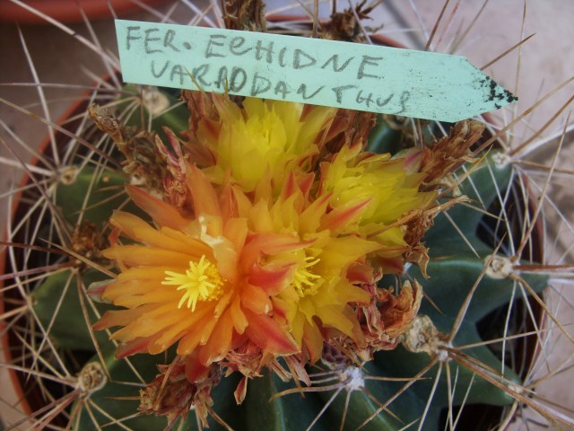 Ferocactus echidne v. rhodanthus 