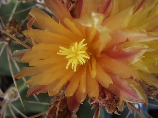 Ferocactus echidne v. rhodanthus 