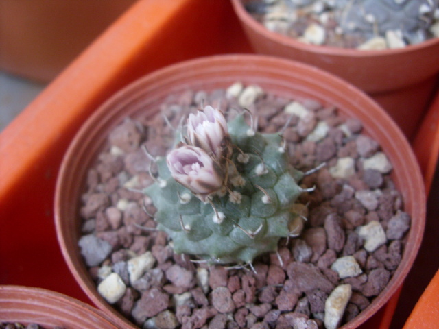 Turbinicarpus schmiedickeanus ssp. klinkerianus 