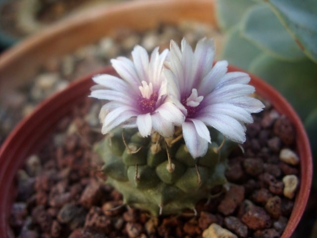 Turbinicarpus schmiedickeanus ssp. klinkerianus 