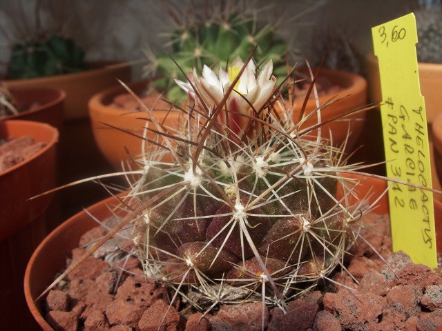 Thelocactus garciae 