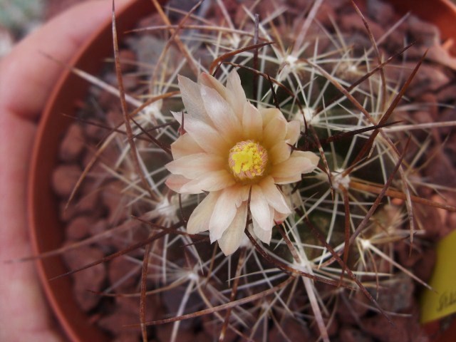 Thelocactus garciae 