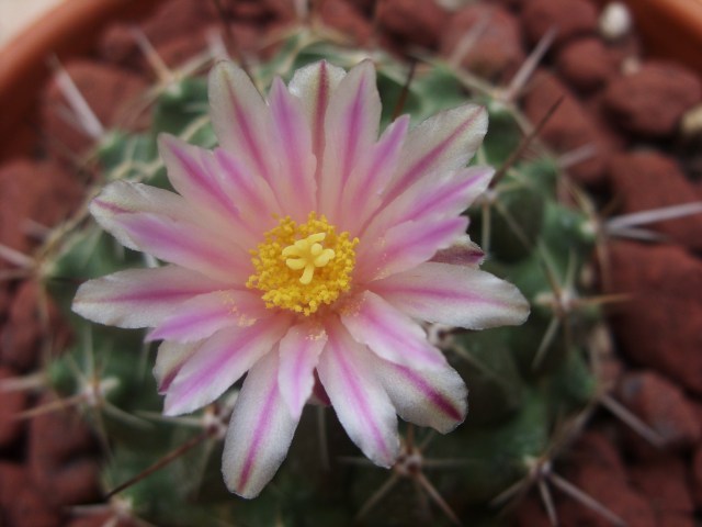 Thelocactus saussieri 