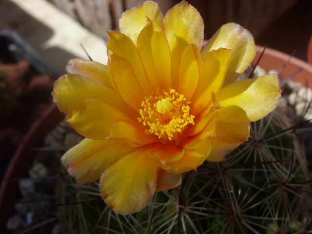 Thelocactus conothelos ssp. aurantiacus 