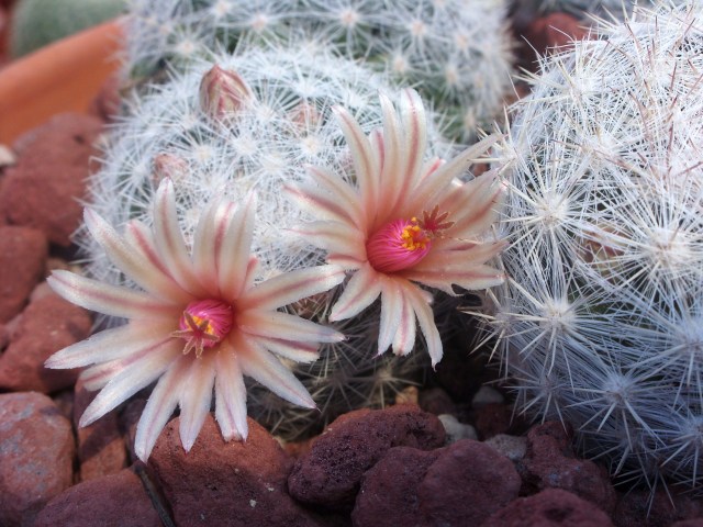 Mammillaria candida 