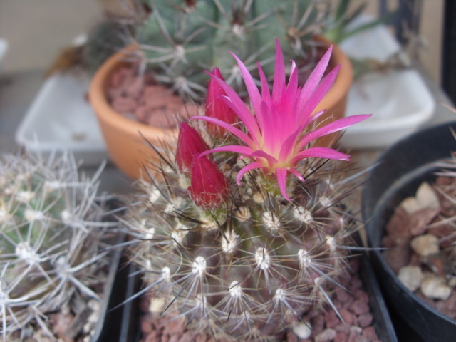 Neoporteria subgibbosa 