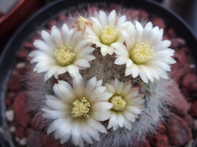 Mammillaria schwarzii 