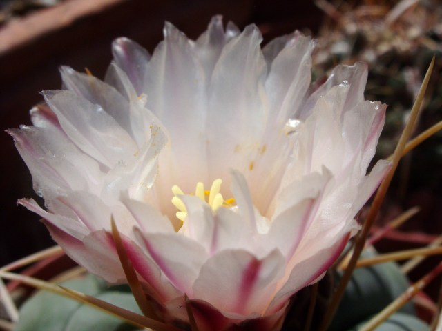 Thelocactus hexaedrophorus 