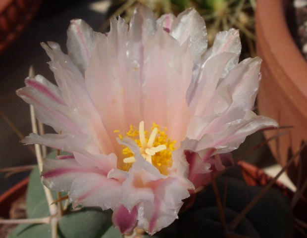 Thelocactus hexaedrophorus 