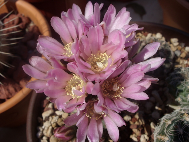 Gymnocalycium bruchii 