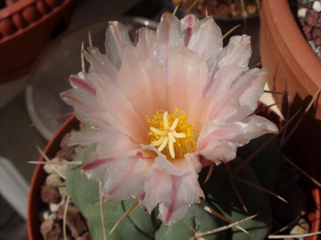 Thelocactus hexaedrophorus 