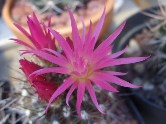 Neoporteria subgibbosa 