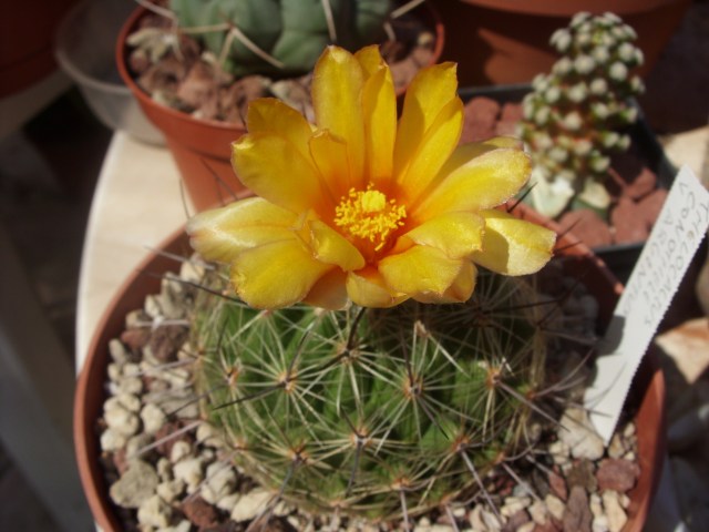 Thelocactus conothelos ssp. aurantiacus 