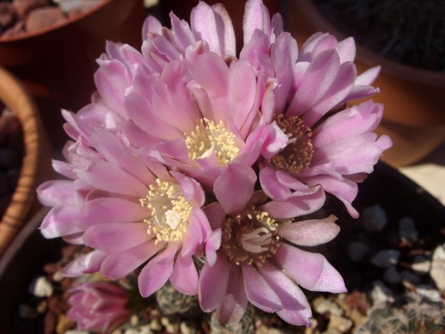 Gymnocalycium bruchii 