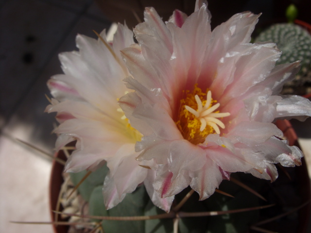 Thelocactus hexaedrophorus 