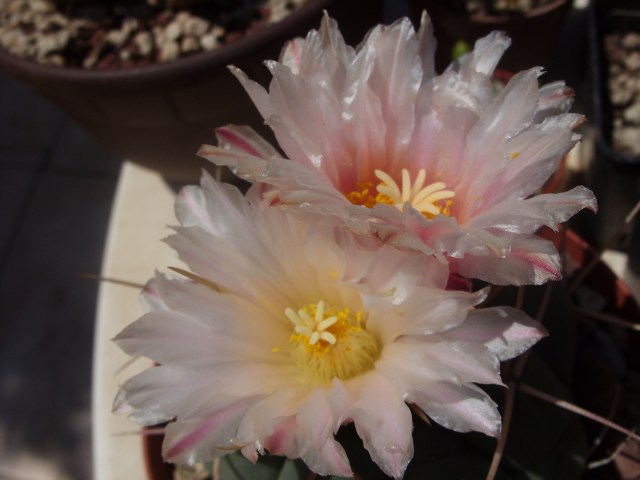 Thelocactus hexaedrophorus 