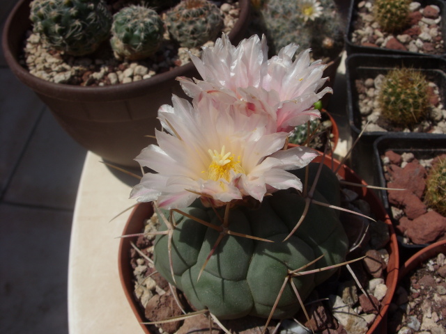 Thelocactus hexaedrophorus 