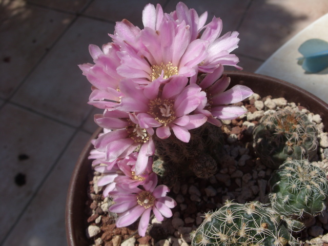 Gymnocalycium bruchii 