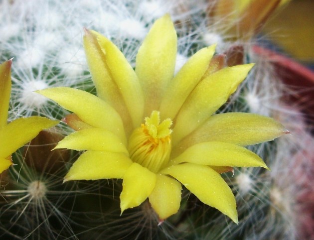 Mammillaria baumii 