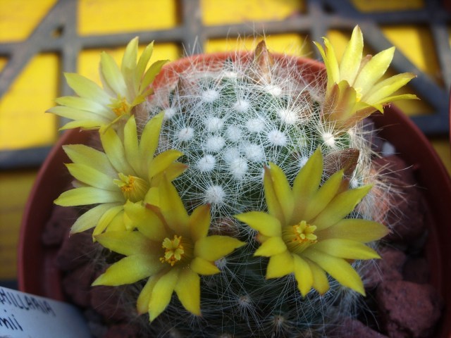 Mammillaria baumii 