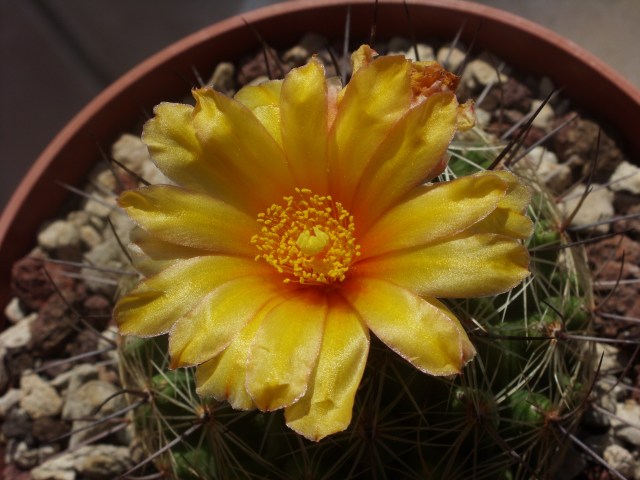 Thelocactus conothelos ssp. aurantiacus 