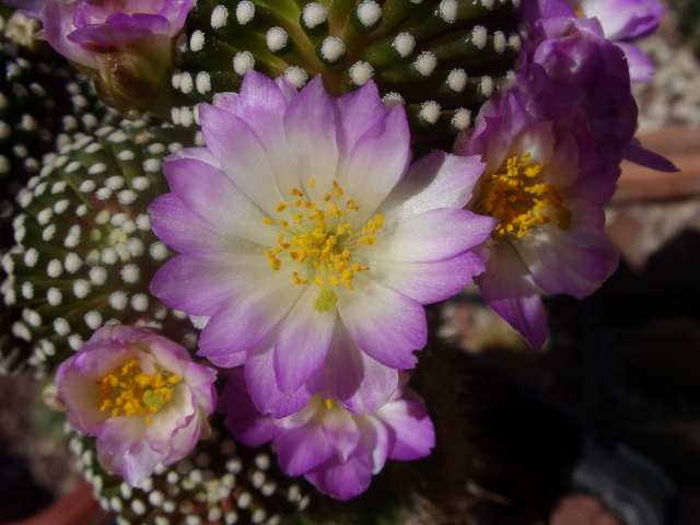 Mammillaria luethyi 