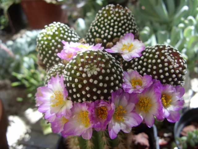 Mammillaria luethyi 