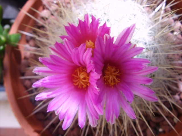 Thelocactus macdowellii 