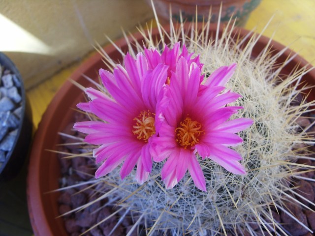 Thelocactus macdowellii 