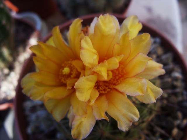 Thelocactus conothelos ssp. aurantiacus 