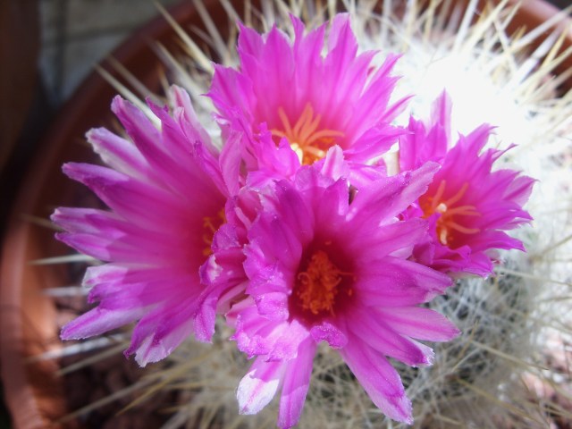 Thelocactus macdowellii 