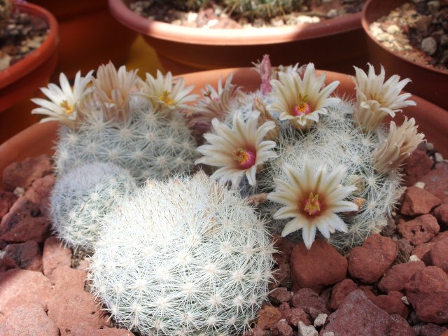 Mammillaria candida 