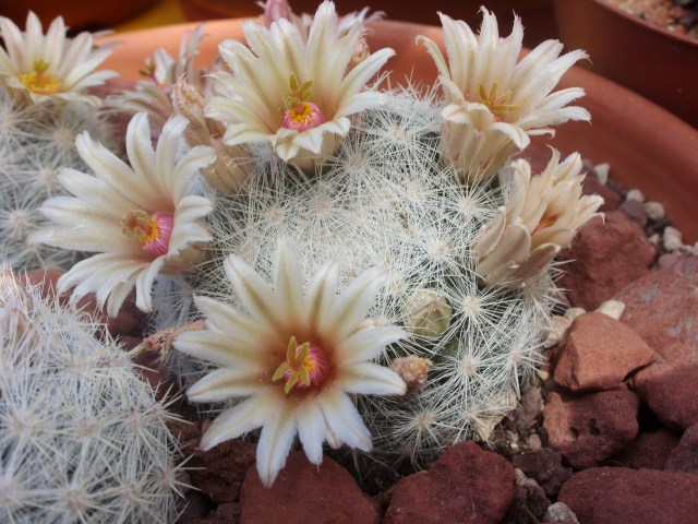 Mammillaria candida 