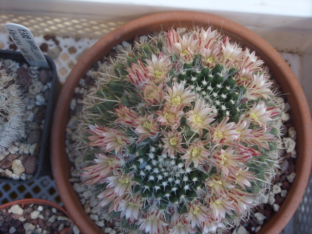 Mammillaria karwinskiana ssp. nejapensis 