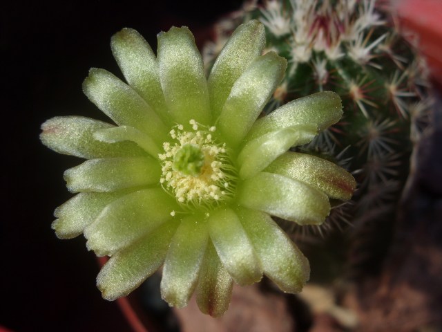 Echinocereus viridiflorus 