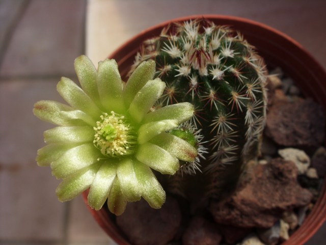 Echinocereus viridiflorus 