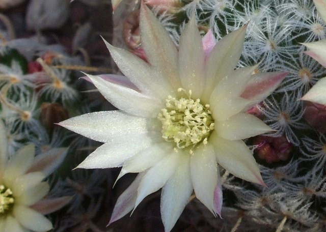 Mammillaria nana ssp. duwei 