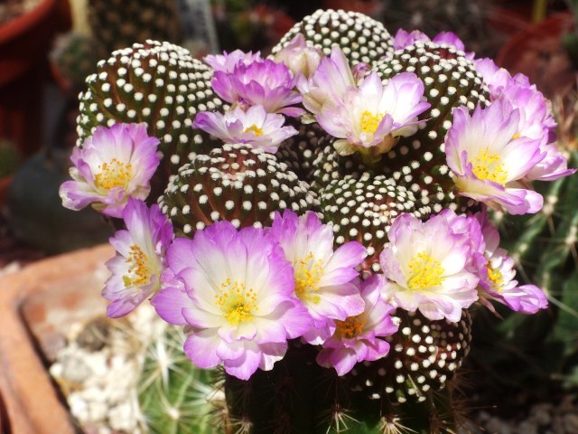 Mammillaria luethyi 