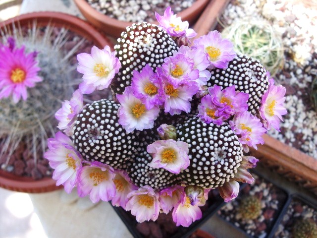 Mammillaria luethyi 