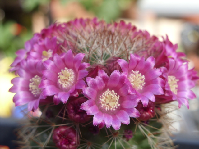 Mammillaria backebergiana 