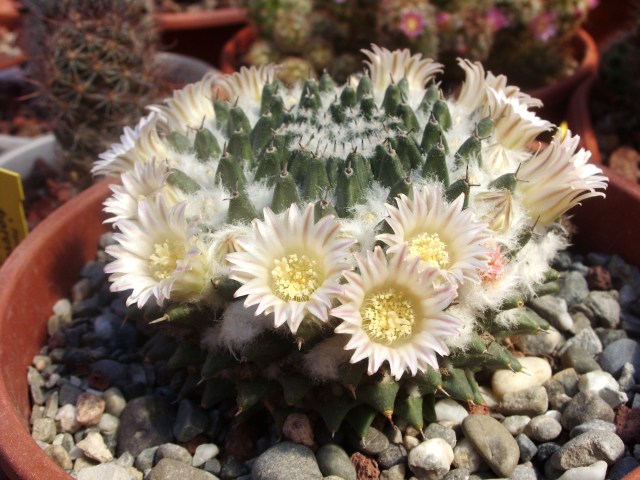 Mammillaria sempervivi 