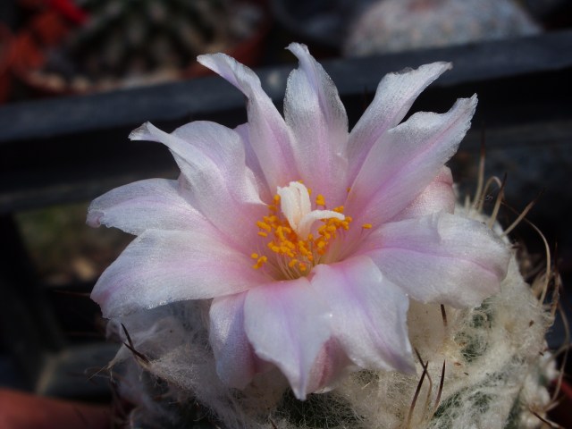 Turbinicarpus lophophoroides 