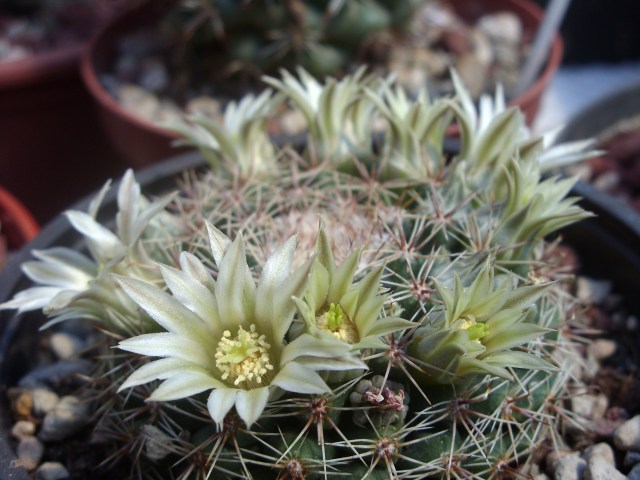 Mammillaria heyderi 